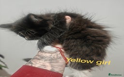 Mixed Breed cats for sale: Beautyfull fluffy kittens ragcoon - tuxedo cross  - Image 17