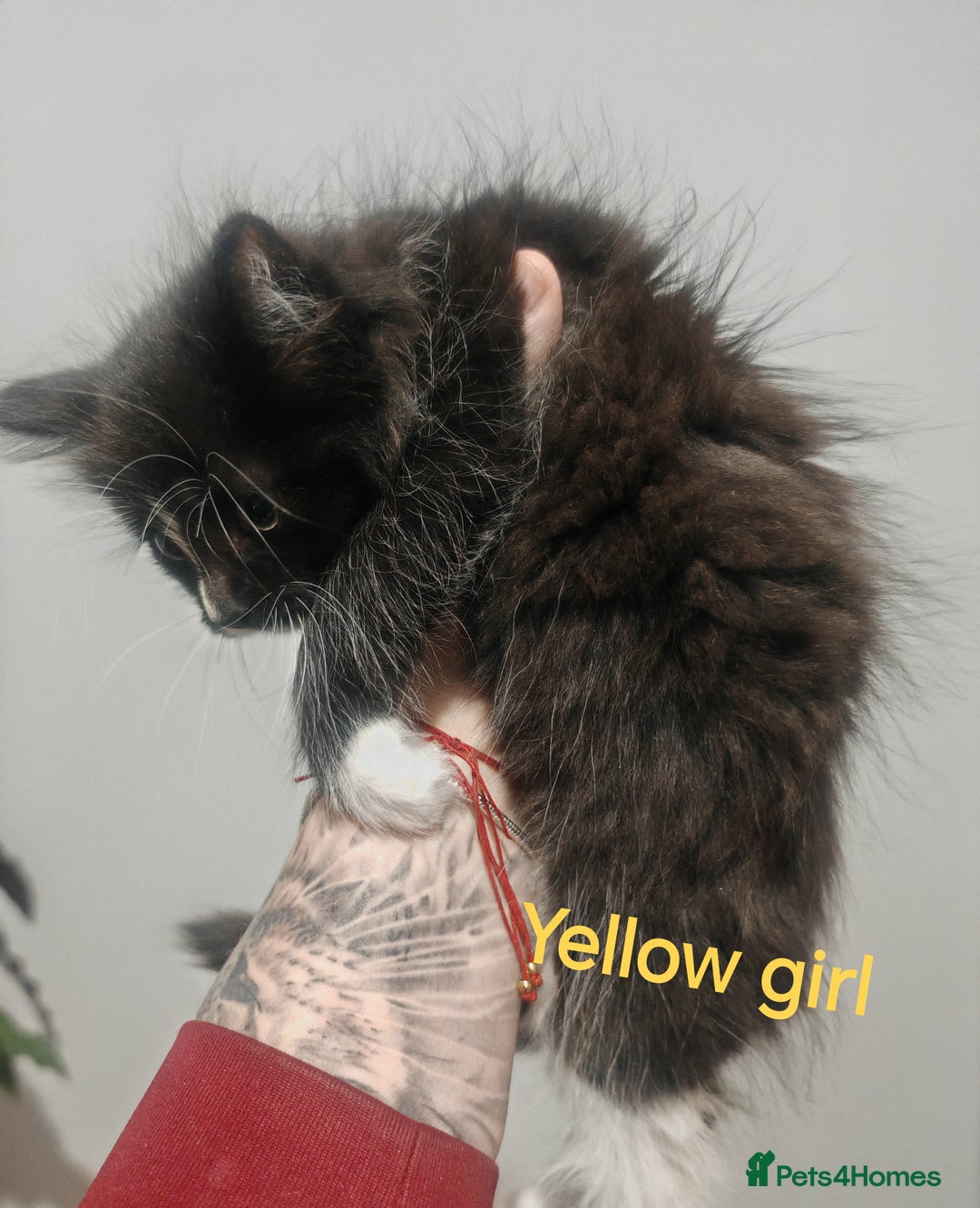 Mixed Breed cats for sale: Beautyfull fluffy kittens ragcoon - tuxedo cross  - Image 17