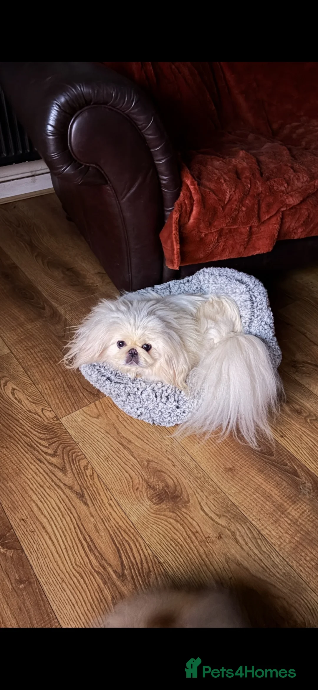Pekingese dogs for sale: 💙 TINY SLEEVE MALE AVAILABLE 💙 - Advert 6