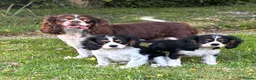 Cavalier King Charles Spaniel dogs for sale: 🐶 Health tested Cavalier King Charles Puppies 🐶  - Advert 12