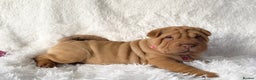 Shar Pei dogs for sale: ⭐️ Girl Shar Pei puppy For Sale ⭐️ - Advert 4