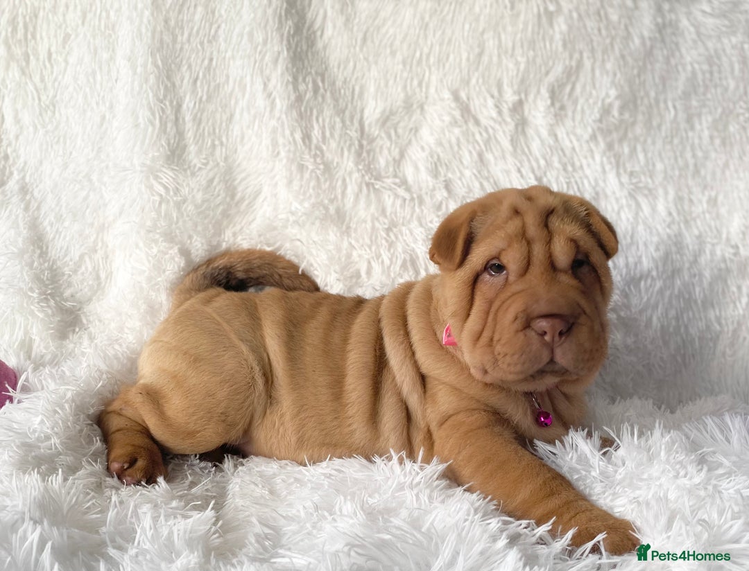 Shar Pei dogs for sale: ⭐️ Girl Shar Pei puppy For Sale ⭐️ - Advert 4