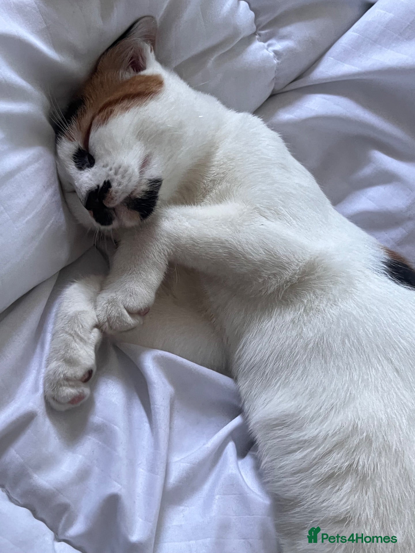 Mixed Breed cats     4 Adorable Kittens Looking for Forever Homes - Advert 4