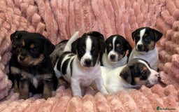 Jack Russell dogs for sale: Quality litter of beautiful Jack Russell puppies  - Image 4