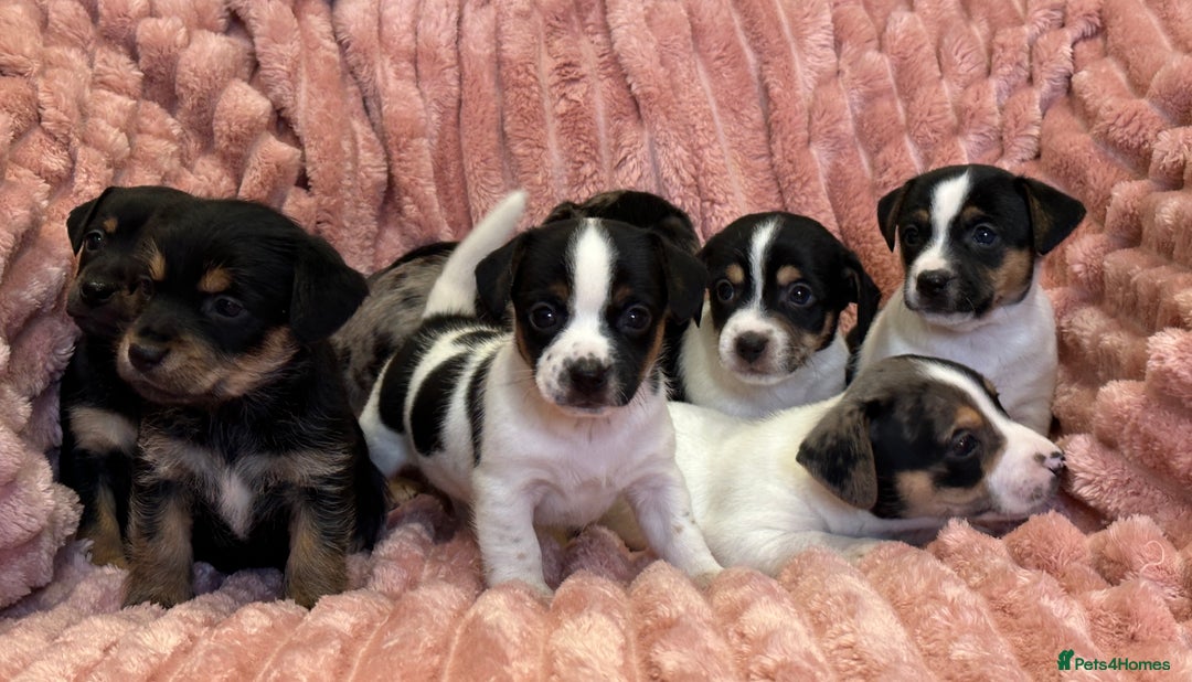 Jack Russell dogs for sale: Quality litter of beautiful Jack Russell puppies  - Image 4