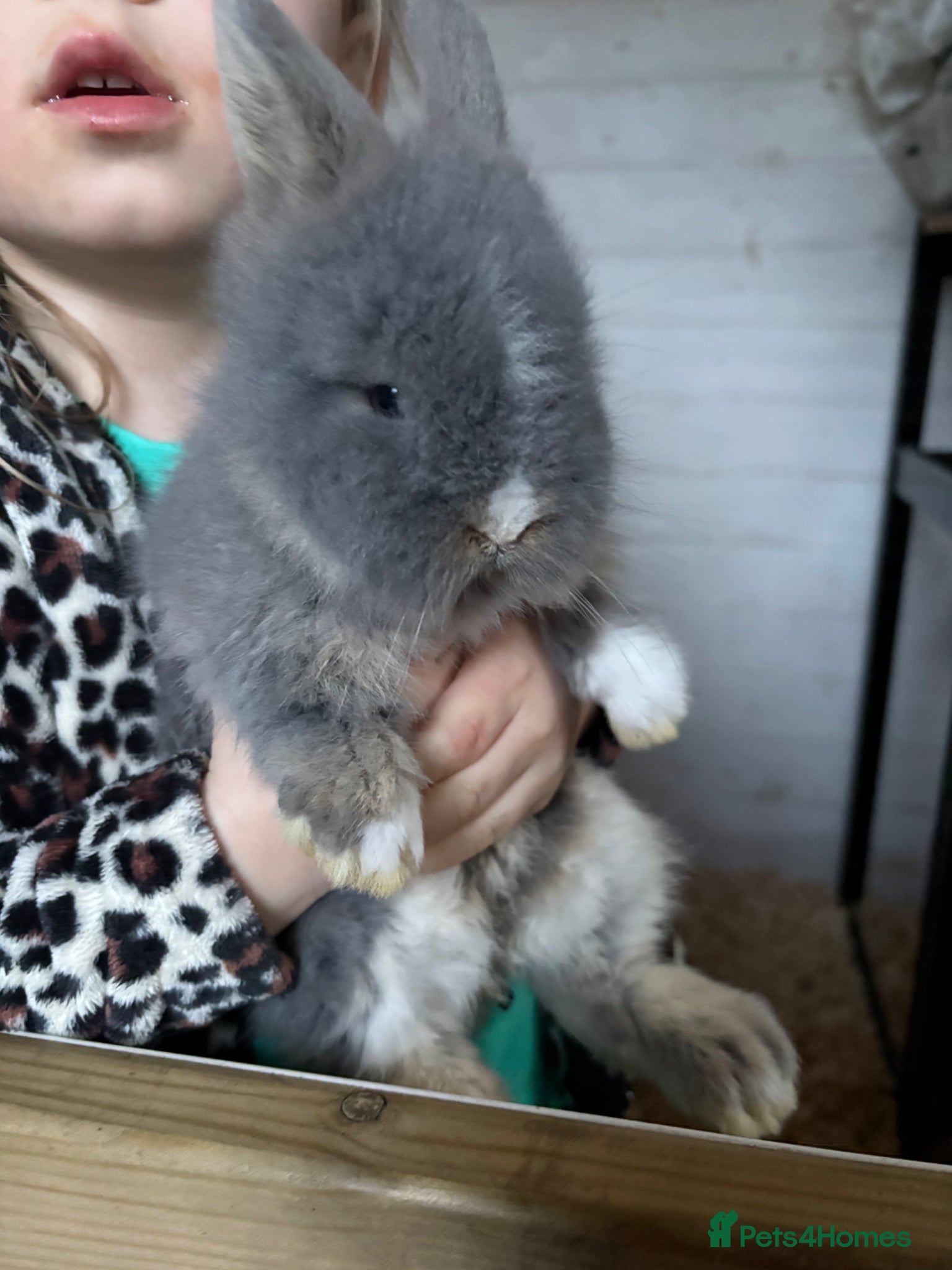Lionhead rabbits Double Main Lionhead Baby Buck Bunny - Advert 4