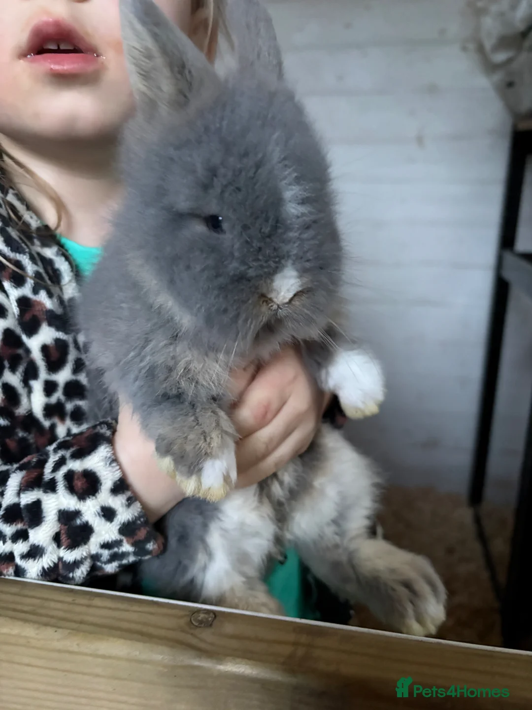 Lionhead rabbits for sale: Double Main Lionhead Baby Buck Bunny - Advert 1