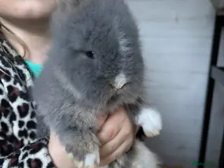 Lionhead rabbits Double Main Lionhead Baby Buck Bunny - Advert 4