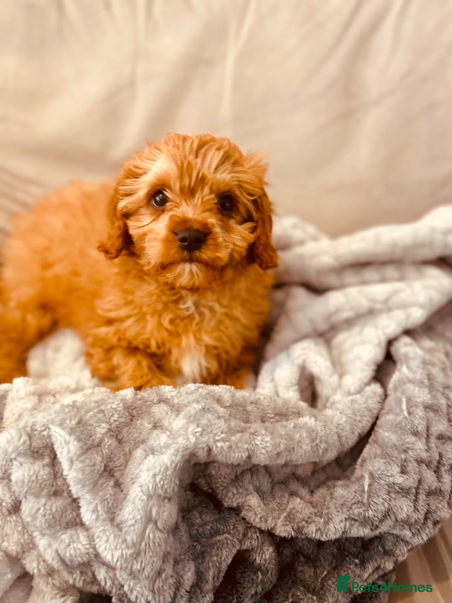 Cavapoo dogs one Handsome playful boy ready for His new home  - Advert 12