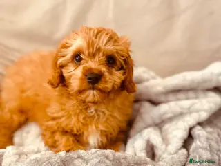 Cavapoo dogs one Handsome playful boy ready for His new home - Advert 12