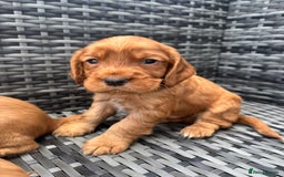 Cocker Spaniel dogs for sale: Gorgeous red cocker spaniels puppies  - Image 23