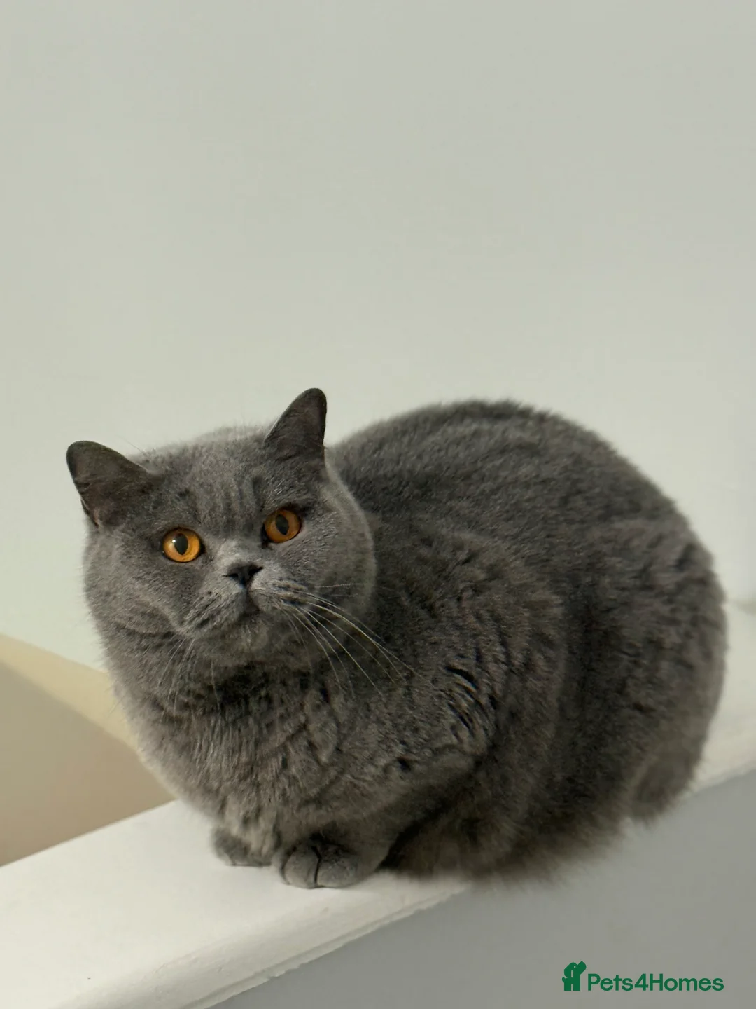 British Shorthair cats for sale: Beautiful female for rehome  - Advert 2