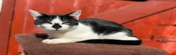 Mixed Breed cats for sale: Vatika - Advert 5