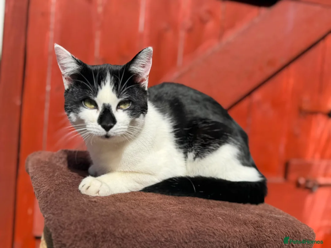 Mixed Breed cats for sale: Vatika - Advert 5