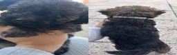 Mixed Breed dogs for sale: Poodle mix in Bootle - Advert 5