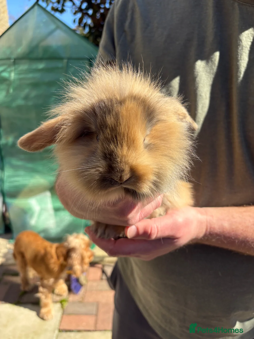 Mini Lion Lop rabbits for sale: Male mini lion lop babies  - Advert 2