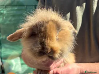 Mini Lion Lop rabbits Male mini lion lop babies - Advert 2