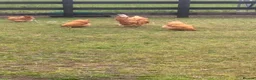 Chickens poultry for sale: Pure buff Orpington’s  - Advert 4