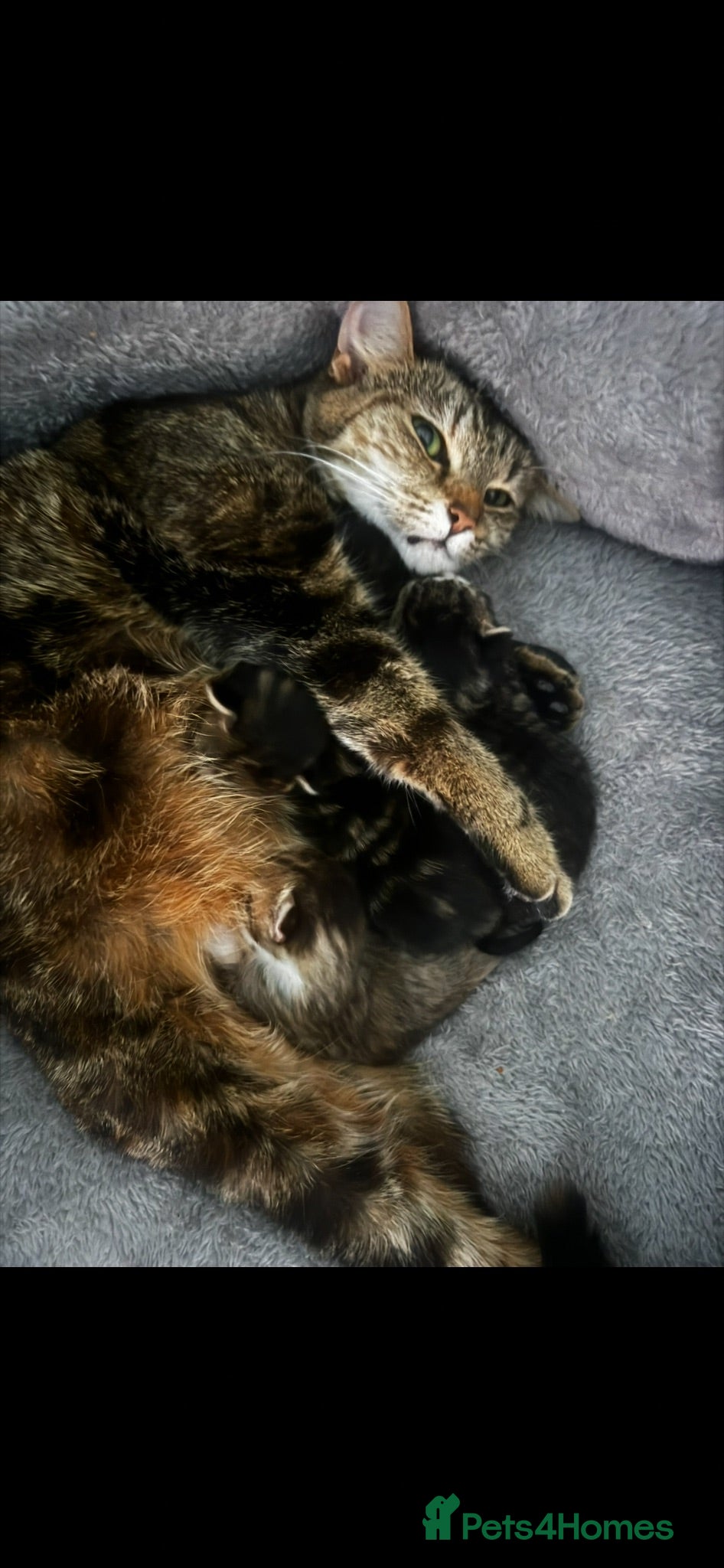 Mixed Breed cats X3 female kittens  - Advert 4