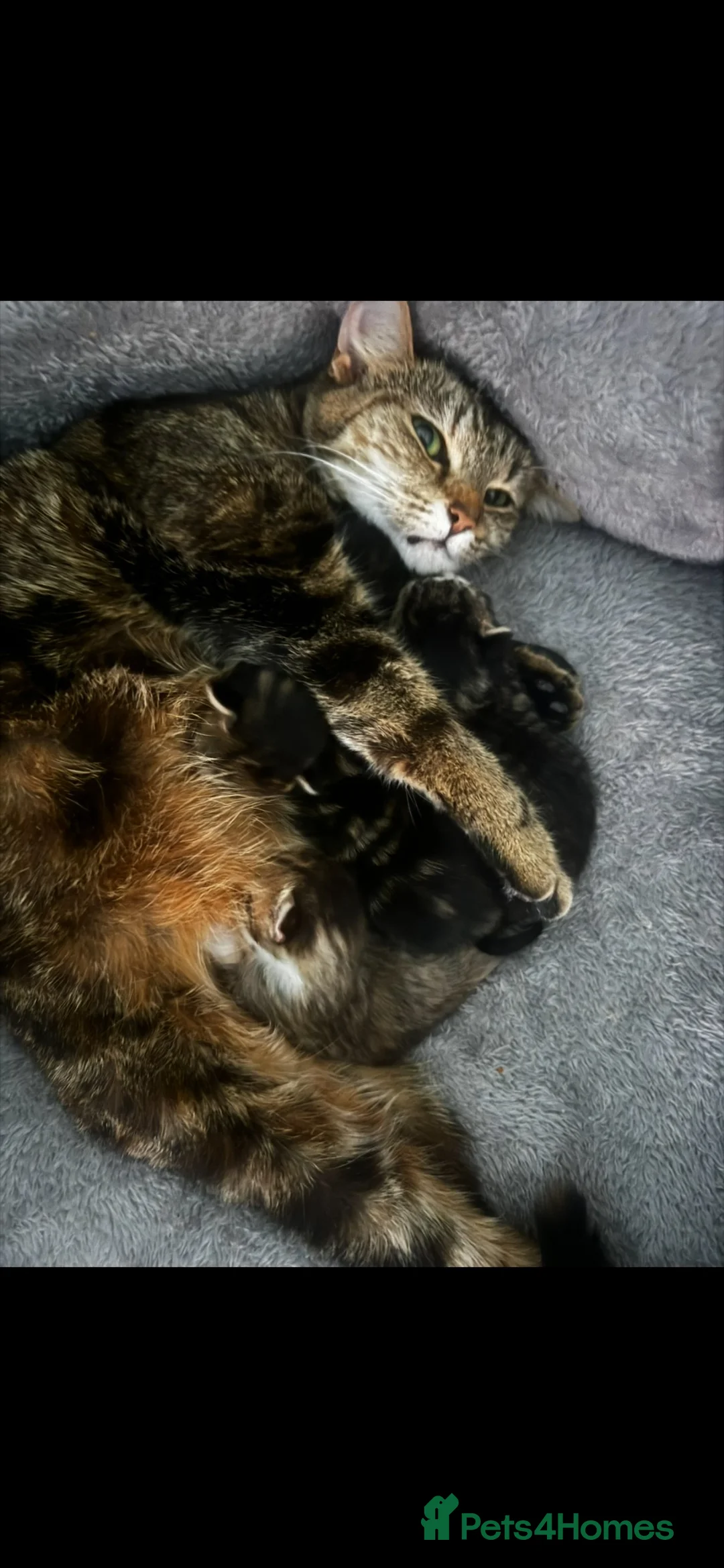 Mixed Breed cats for sale: X3 female kittens  - Advert 2