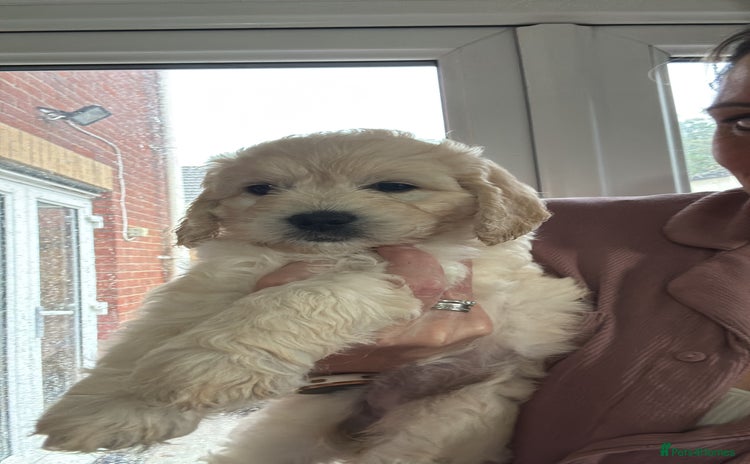 Mini Goldendoodle dogs - Advert 1