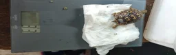 Tortoise reptiles for sale: Leopard spotted tortoises - Advert 11