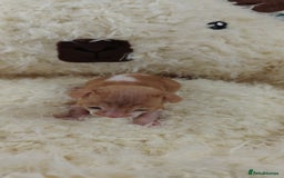 Cornish Rex cats for sale: Cornish Rex kittens available to reserve. - Image 4