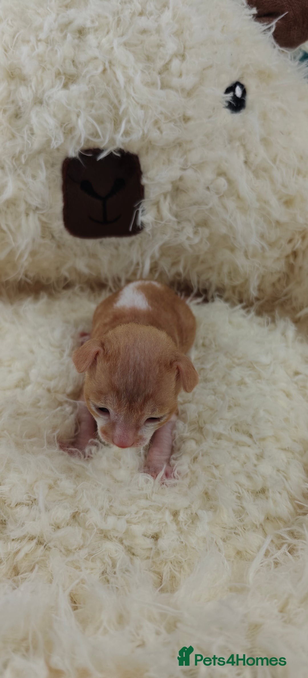 Cornish Rex cats for sale: Cornish Rex kittens available to reserve. - Image 4