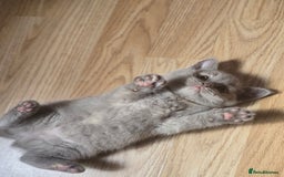 British Shorthair cats for sale: 6 Gorgeous BSH Kittens – Friendly & Playful! - Image 2