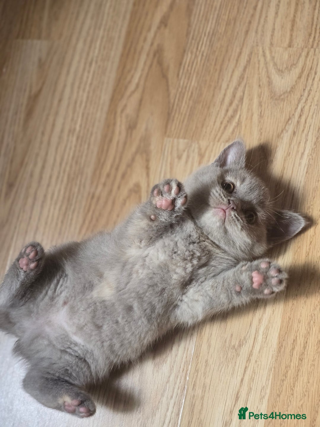 British Shorthair cats for sale: 6 Gorgeous BSH Kittens – Friendly & Playful! - Image 2