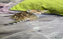 Bengal cats for sale: TICA Champion bengal kittens ready for reservation - Image 17