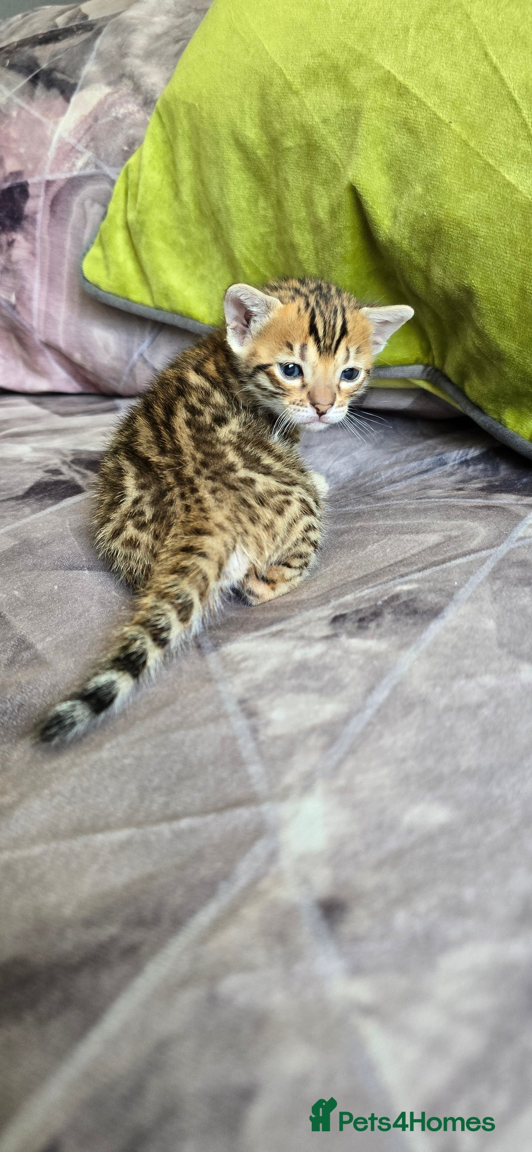 Bengal cats for sale: TICA Champion bengal kittens ready for reservation - Image 17
