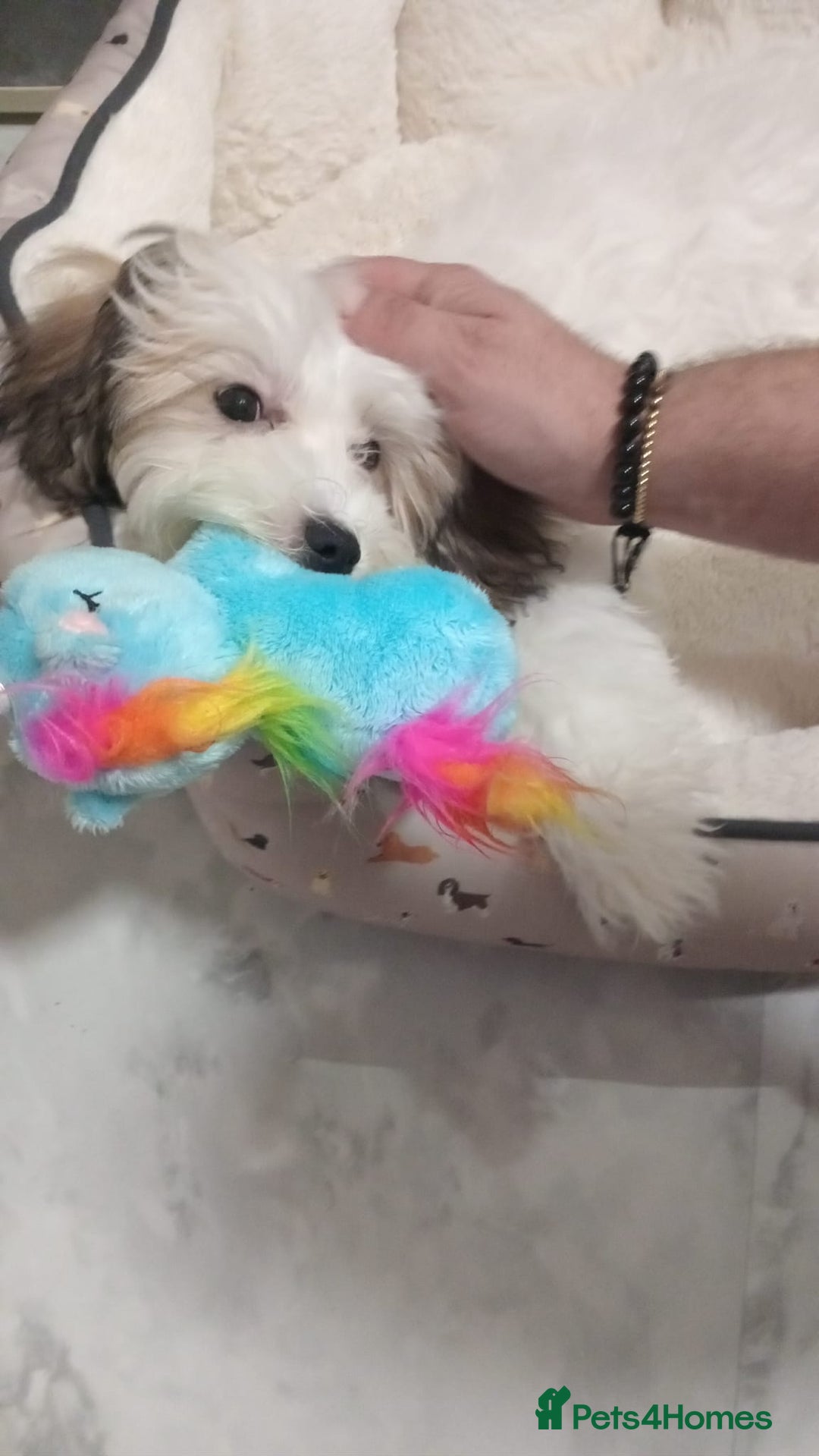 Malshi dogs for sale: Maltese and Malshi Female puppy  - Advert 3