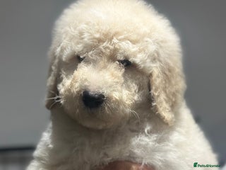 Mixed Breed dogs F1B SAINTBERNADOODLE CREAM BOY BLACK /WHITE GIRL - Advert 11