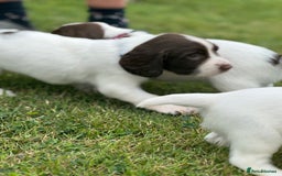 English Springer Spaniel dogs for sale: KC Registered Working Springer Spaniels  - Image 14