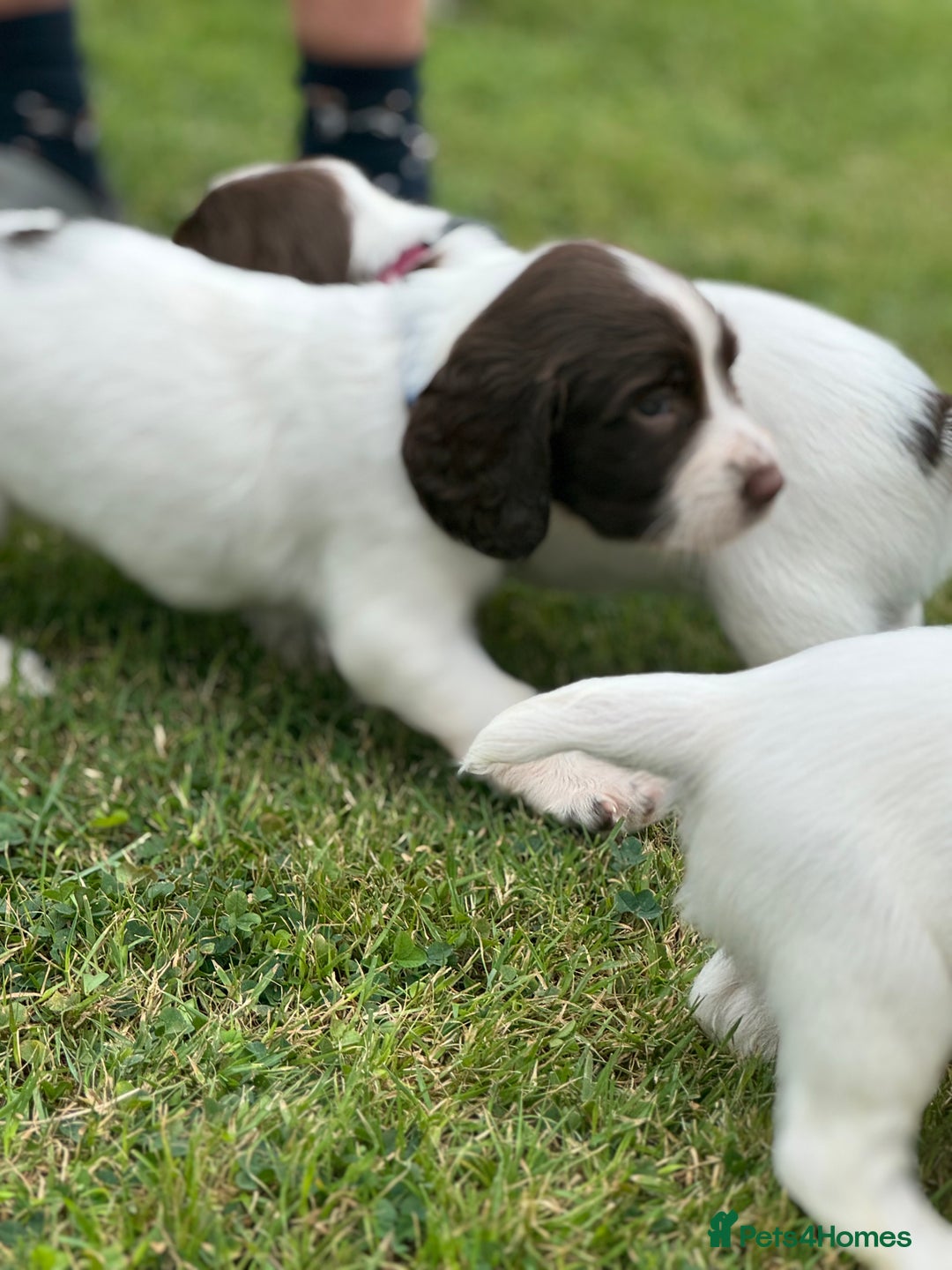 English Springer Spaniel dogs for sale: KC Registered Working Springer Spaniels  - Image 14