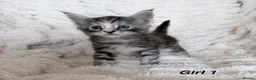 Maine Coon cats for sale: Maine coon kittens ready to reserve  - Advert 19