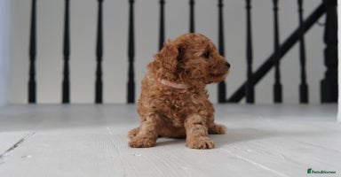 Cavapoo dogs - Advert 5
