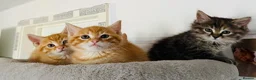 Siberian cats for sale: Beautiful Mix Siberian Kitten - Advert 8