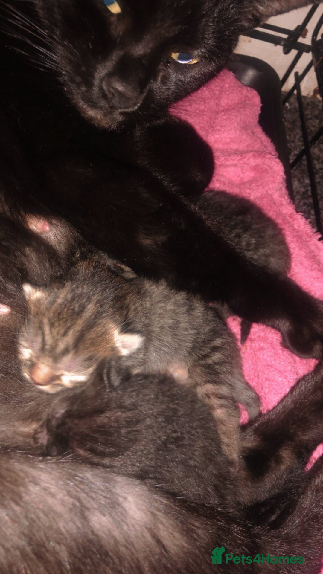 Mixed Breed cats for sale: 4 balls of fur babies looking for ever homes  - Advert 5