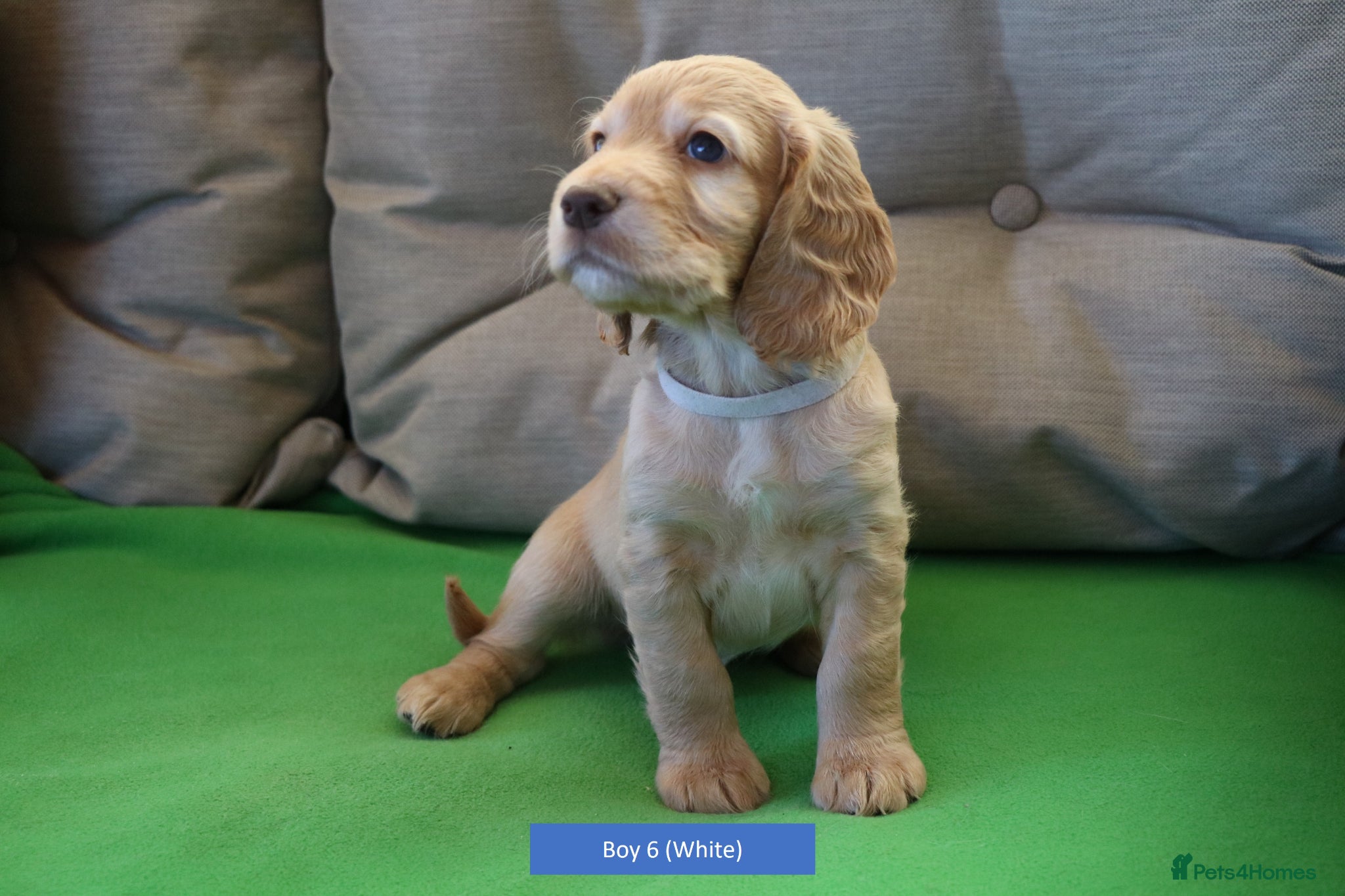 Cocker Spaniel dogs Health Tested Working Cocker Spaniel Puppies - Advert 2