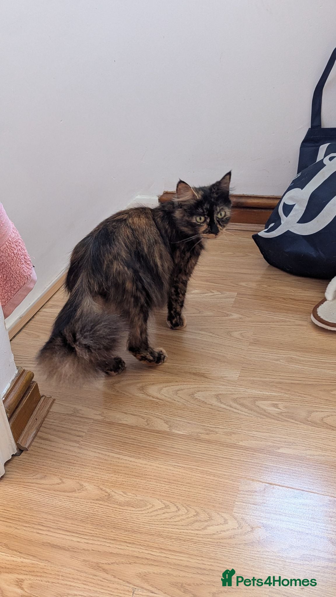 British Shorthair cats Tricolor female kitten for sale  - Advert 7