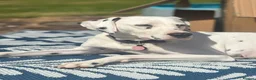 Dalmatian dogs for sale: Dalmation Puppies - Advert 5