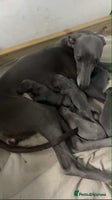Whippet dogs 🐾 Kennel Club Registered Whippet Puppies 🐾 - Advert 3