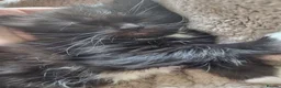 Mixed Breed cats for sale: Kittens for sale  - Advert 11