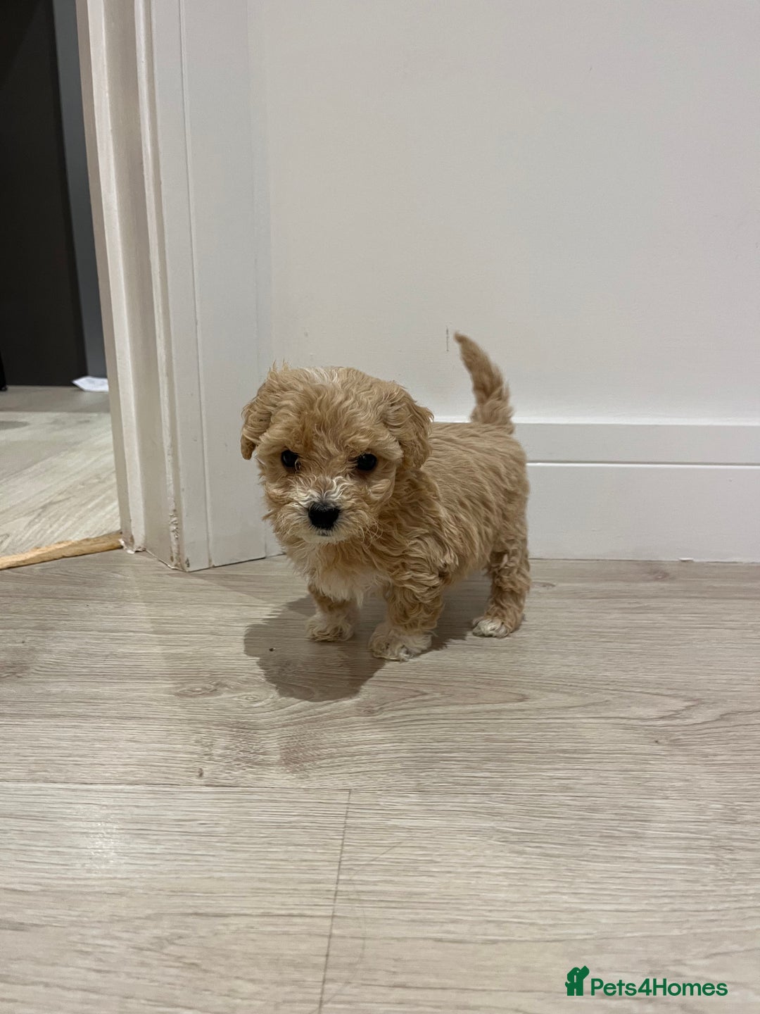 Maltipoo dogs for sale: Gorgeous Maltipoo Pups looking for their new home  - Advert 5