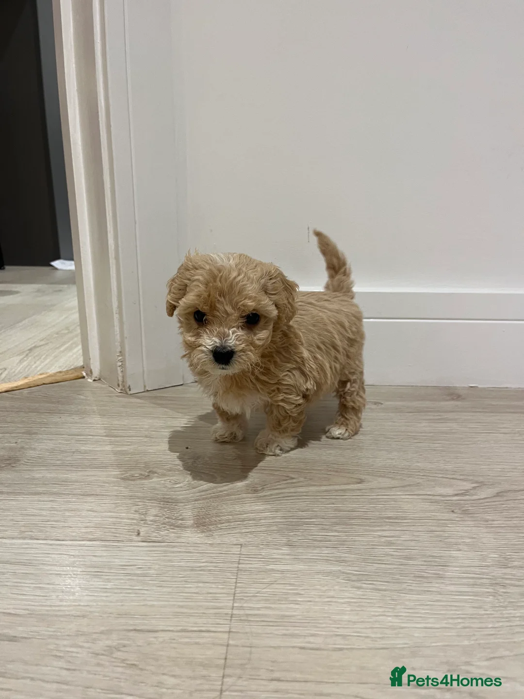 Maltipoo dogs for sale: Gorgeous Maltipoo Pups looking for their new home  - Advert 5