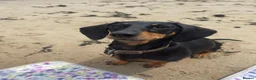 Miniature Dachshund dogs for sale: Miniature smooth haired dachshunds - Advert 5