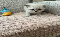 Scottish Fold cats for sale: Kittens for sale  - Image 4