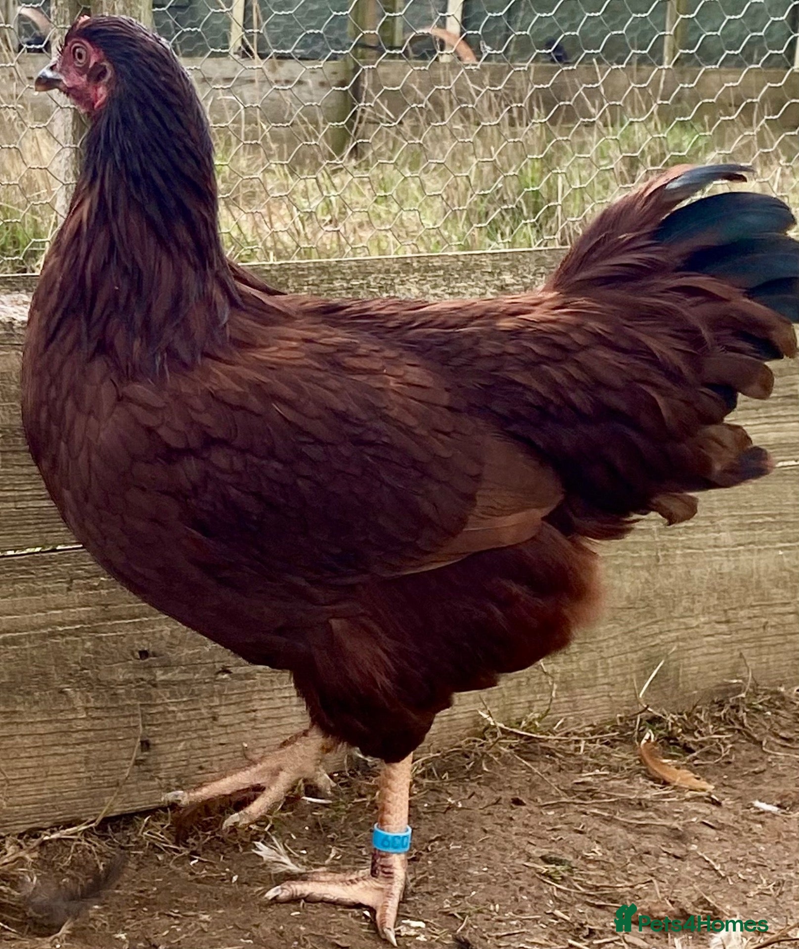 Chickens poultry Rhode Island Red - Advert 2